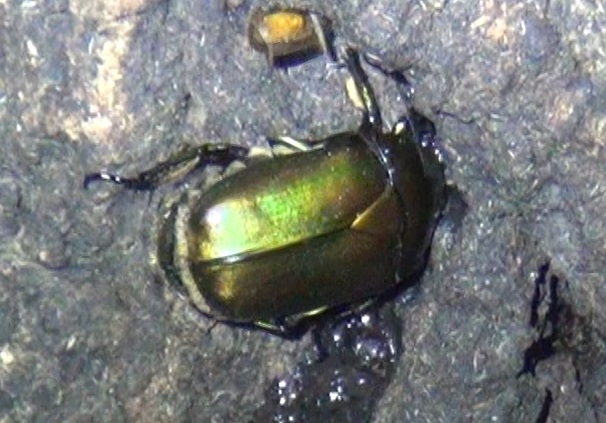 初 カナブン_東京多摩地区・断末魔のオアシス_2024年6月12日夜